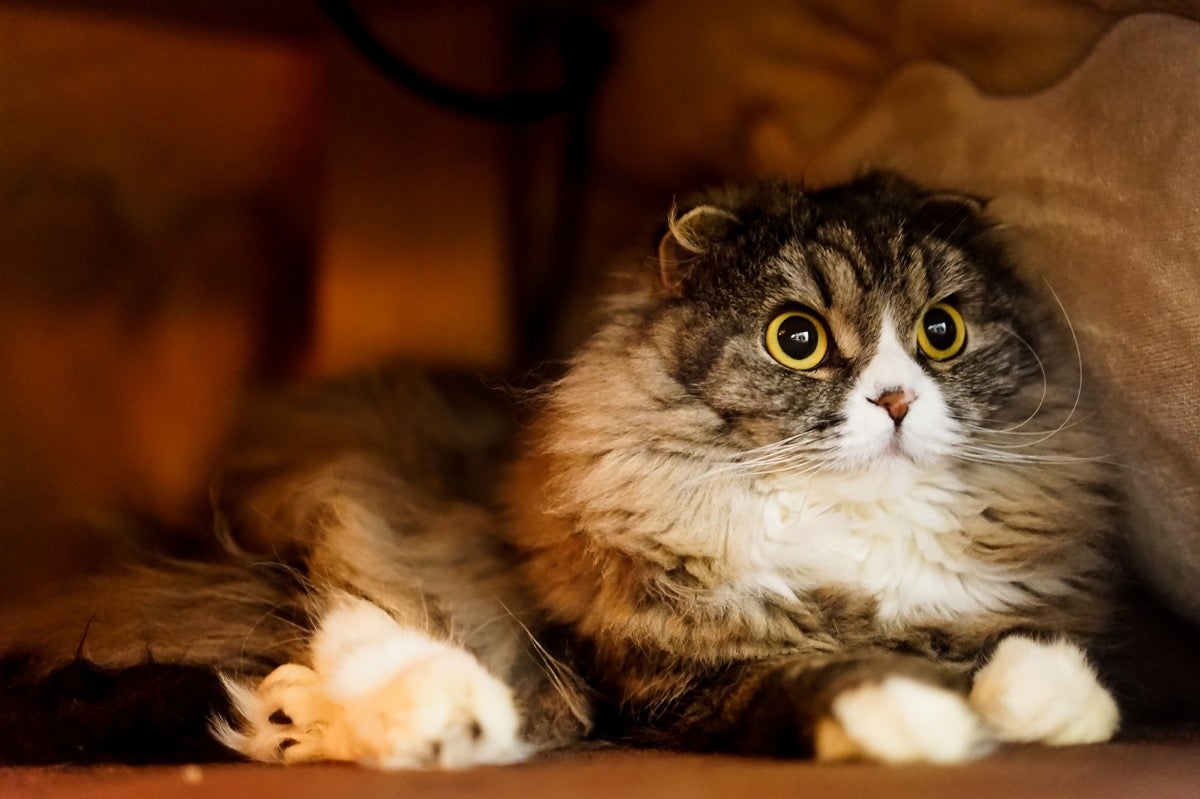 お知らせテスト